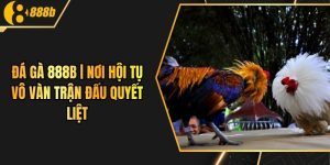 Đá Gà 888B | Nơi Hội Tụ Vô Vàn Trận Đấu Quyết Liệt