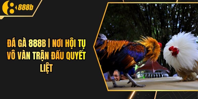 Đá Gà 888B | Nơi Hội Tụ Vô Vàn Trận Đấu Quyết Liệt