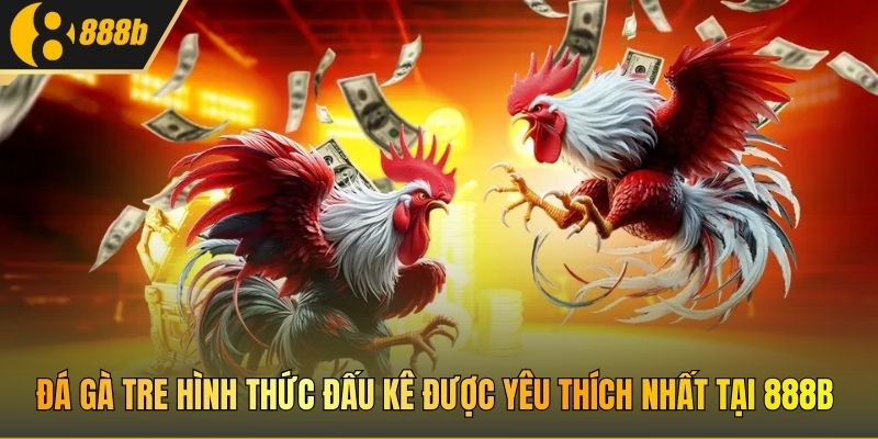 Đá gà Tre hình thức đấu kê được yêu thích nhất tại 888B