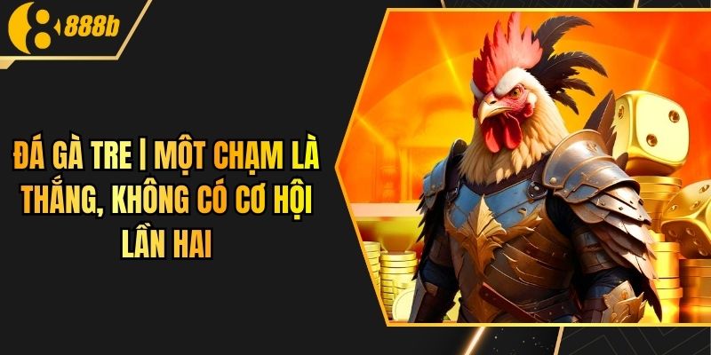 Đá Gà Tre | Một Chạm Là Thắng, Không Có Cơ Hội Lần Hai