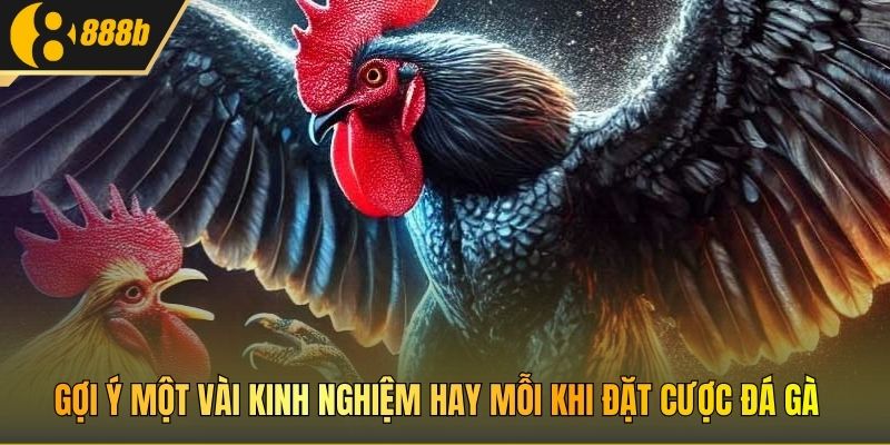 Gợi ý một vài kinh nghiệm hay mỗi khi đặt cược đá gà