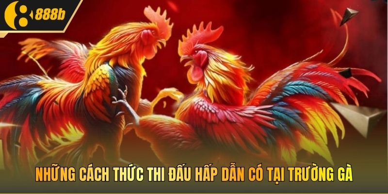 Những cách thức thi đấu hấp dẫn có tại trường gà