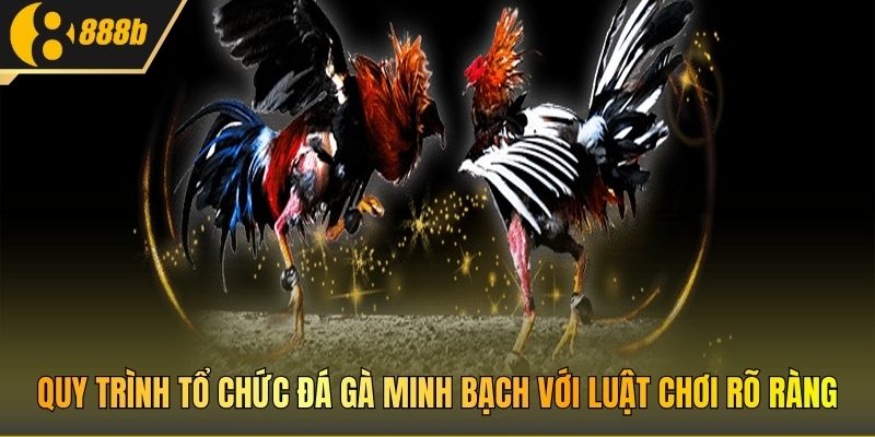 Quy trình tổ chức đá gà minh bạch với luật chơi rõ ràng