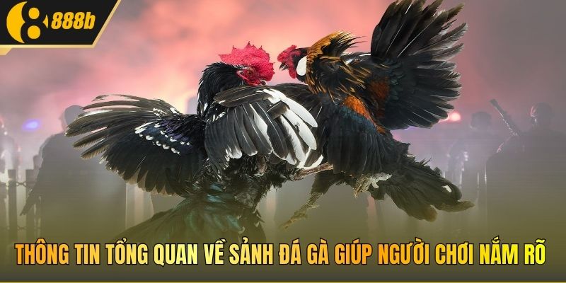 Thông tin tổng quan về sảnh Đá gà giúp người chơi nắm rõ