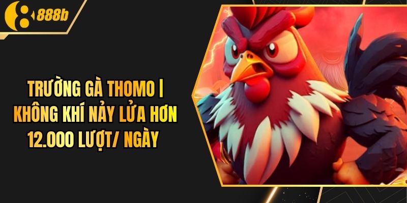 Trường Gà Thomo | Không Khí Nảy Lửa Hơn 12.000 Lượt/ Ngày
