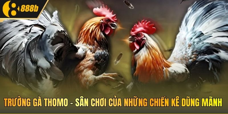 Trường gà Thomo - sân chơi của những chiến kê dũng mãnh